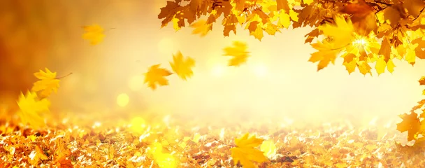Fotobehang Meloen Fall autumn maple tree foliage on blurred background with bokeh, leaves flying on wind, autumnal festive wide panoramic banner with empty copy space.  © julia_arda