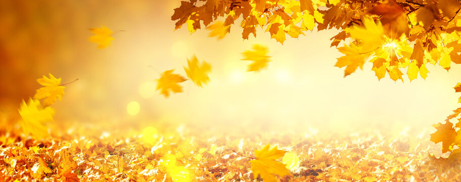 Fall autumn maple tree foliage on blurred background with bokeh, leaves flying on wind, autumnal festive wide panoramic banner with empty copy space.