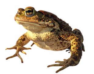 Common Toad Sitting Natural Pose PNG