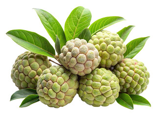 Fototapeta premium A cluster of fresh custard apples with vibrant green leaves isolated on transparent background