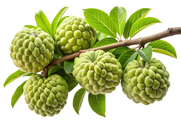 Fototapeta premium A cluster of ripe custard apples with green leaves on a branch isolated on transparent background