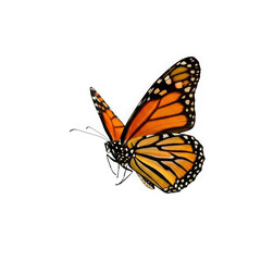 Fototapeta premium Vibrant monarch butterfly in flight detail close up nature insect photography isolated on transparent background