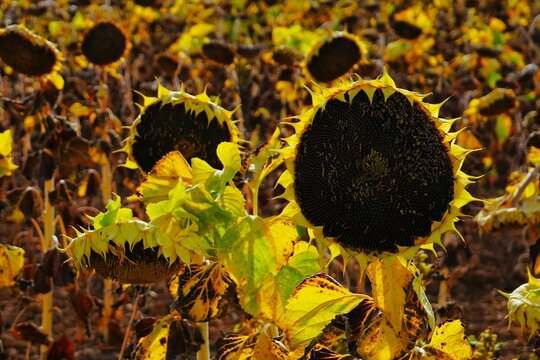 Campos de girasoles en la provincia de Toledo, Espa&ntilde;a.