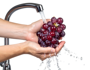 Hands rinsing cherries in natural daylight high detail PNG