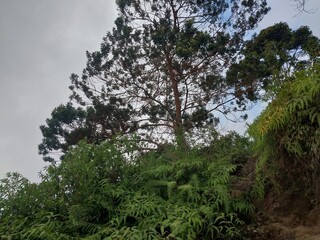 trees in the woods
