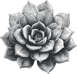 Fototapeta premium Detailed black and white illustration of a beautiful succulent plant with intricate leaves.