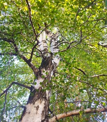 A common, tall, green-leaved birch tree (Betula Pendula) photographed from below on a sunny day.