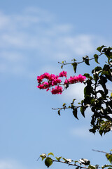 bouganville plant with pink flowers on sky