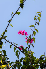 bouganville plant with pink flowers on sky