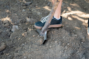 A person using a shovel to dig into the ground on a sunny day, preparing the soil for gardening. The activity emphasizes hard work and outdoor tasks.