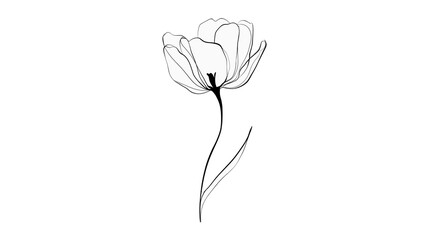 Elegant White Tulip Line Art Black Background
