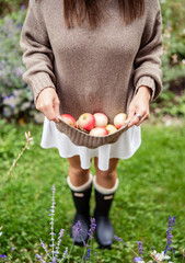 Close-up of woman holfing fresh apples in cozy sweater outdoors in garden. Autumn harvest, rustic lifestyle and seasonal organic  fruit concept.