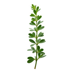 Fototapeta premium Detailed close up of a vibrant green plant stem with multiple heart shaped leaves