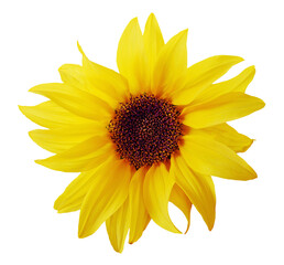 Bright and Cheerful Sunflower on Black Background