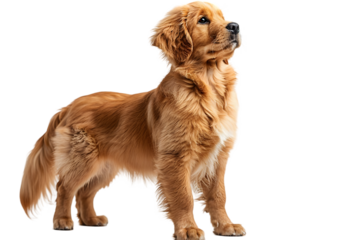 Golden Retriever Puppy Standing.