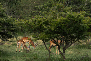 Closeup of Impalas grazing in the wooden forest of Masai Mara, Kenya