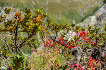 Edelweiss in einem herbstlichen Strauch in den Bergen