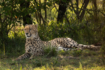 A cheetah resting in the wooded forest of Masai Mara, Kenya