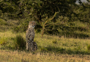 A cheetah with closed eyes in the wooded forest of Masai Mara, Kenya