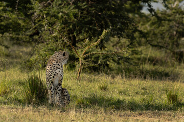 A cheetah looking back in the wooded forest of Masai Mara, Kenya