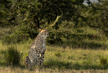 A cheetah in the wooded forest of Masai Mara, Kenya