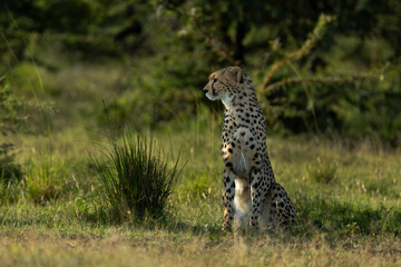 A cheetah alert and observing the surrounding at Masai Mara, Kenya