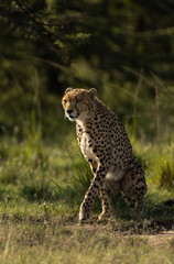 Closeup of a alert Cheetah at Masai Mara, Kenya