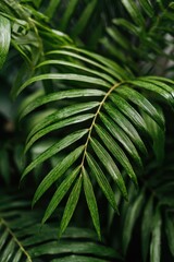 Lush, textured greenery of a palm frond close-up. Delicate veins trace vibrant green leaflets, amidst a backdrop of similar tropical foliage