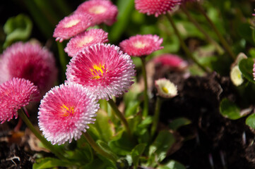 English Daisies closeup (Bellis perennis) © Sofia Alves
