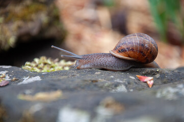 Common Snail closeup