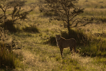 A backlit image of a Cheetah in the wooded forest at Masai Mara, Kenya