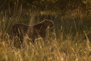 A backlit image of a Cheetah in golden grasses at Masai Mara, Kenya