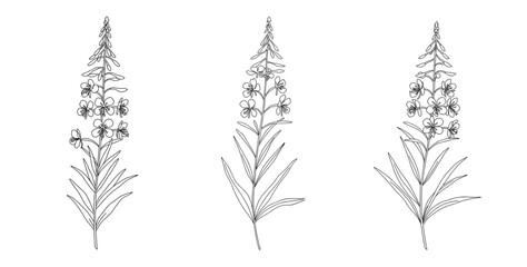 Fireweed plant illustrated in monochrome with detailed features  