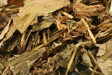 Houttuynia cordata, known as Eoseongcho, is a herbal medicine with strong antibacterial, anti-inflammatory, and antioxidant properties that improve skin, scalp, and immune health.