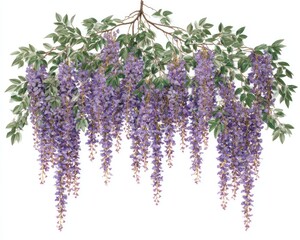 Cascading wisteria blossoms hang from verdant branches, with delicate lavender petals forming graceful, downward-flowing clusters against a crisp white backdrop