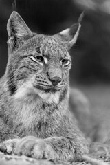 Luchs