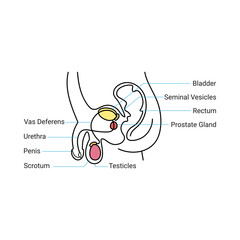male reproductive and urinary system