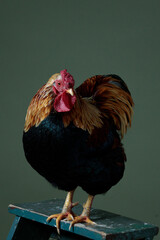 Up close, you see the rooster, with its beautiful colors. The rooster calmly allows himself to be...