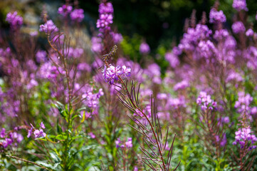 Fireweed blooming during summer on Swedish island Harstena in the Baltic sea