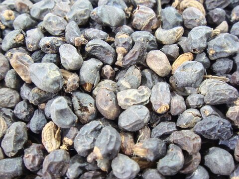 Ligustrum lucidum, known as Fructus Ligustri Lucidi, is a traditional herbal fruit medicine that nourishes yin, strengthens liver and kidney, enhances immunity, and slows aging.