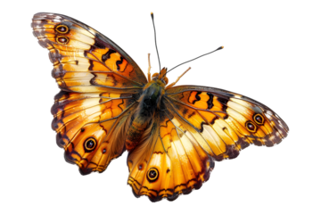 Orange Butterfly with wings spread, and macro.