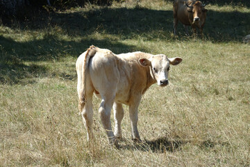 Vitello al pascolo in campagna estiva, scene rurali autentiche con bovini in libert&agrave;