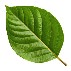 Obraz premium Close-up of a vibrant green leaf. Detailed veins radiate outward from the central stem. Smooth, glossy surface