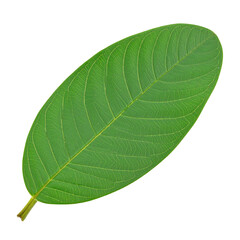 Obraz premium Close-up of a vibrant green leaf. Oval shape with prominent veins. Dark background isolates the leaf