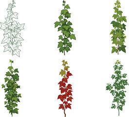 Vertical vine plant vector set, seasonal foliage styles, green, yellow, red leaves, sketch, silhouette, botanical clipart bundle, nature icons
