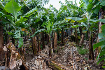 Green Bananas Growing on Banana Tree in Banana Plantation