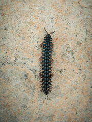 Millipede on a Concrete Surface