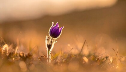 A single purple flower in a golden sunset field