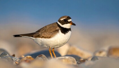 A small bird on a pebble beach