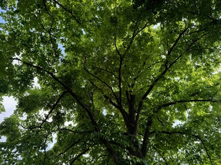 Beautiful tree with green leaves outdoors, low angle view